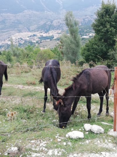 cavalli stato brado Parco Nazionale dAbruzzo Lazio Molise